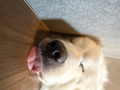 優李