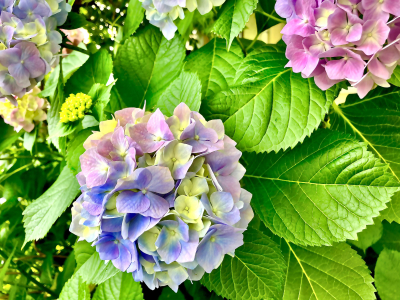 愛稀