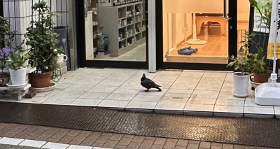 タロ
