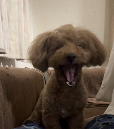 コウヤ