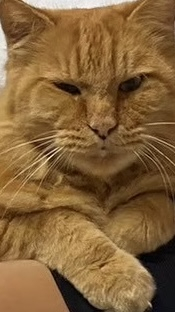 seiya